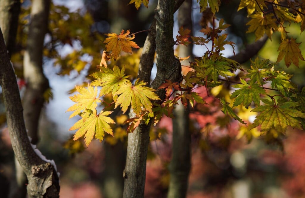 First day of fall leaf collection in Milwaukee