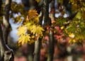 Leaves (Adam Alexander/ Fall 2019)