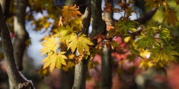 Leaves (Adam Alexander/ Fall 2019)