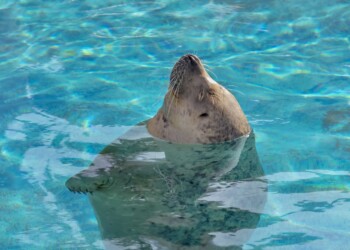 Milwaukee County Zoo’s Ringo the harbor seal has died