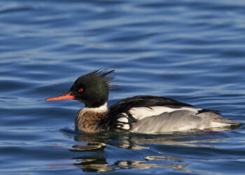 Wisconsin seeing uptick in birds suspected of carrying bird flu