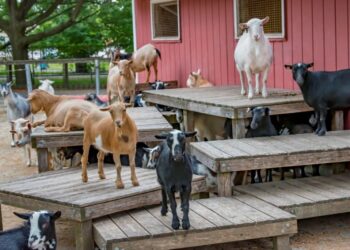 “Early Spring” predicted by the Zoo’s Nigerian dwarf goats on Groundhog Day