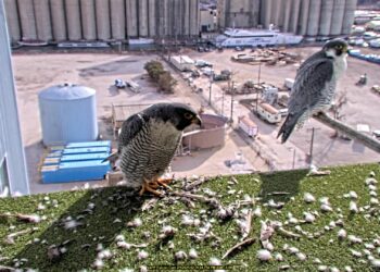 Peregrine falcons are back in Wisconsin
