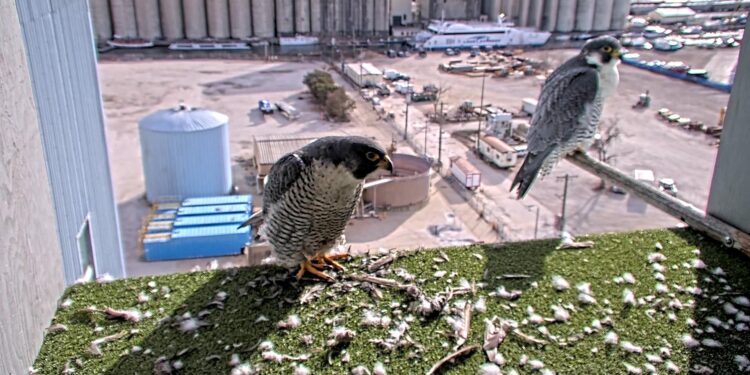 Peregrine falcons are back in Wisconsin