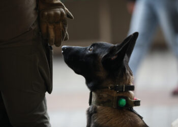 ‘This was a bad dog’ – Wis. Morning News