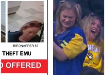 Is that the missing Shanky’s Whip Emu?