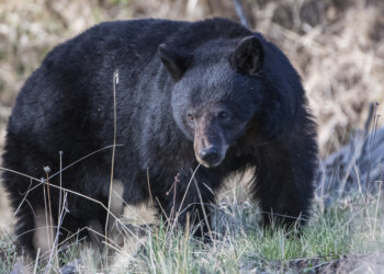 UPDATE: woman in stable condition after black bear attack in northwest Wisconsin