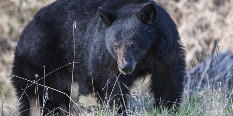 UPDATE: woman in stable condition after black bear attack in northwest Wisconsin