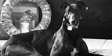 We Energies ambassadog finalist: Knight!