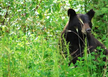 Search ends for black bear that injured woman in Barron County