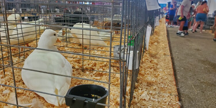 State Fair judging ramps up with Junior Poultry competition