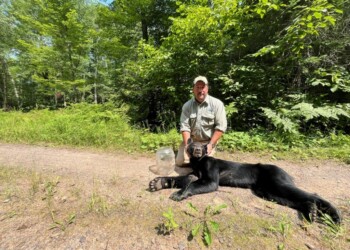 Bear with plastic jar on its head freed in northern Wisconsin