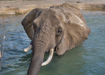 Beloved Milwaukee County Zoo elephant dies