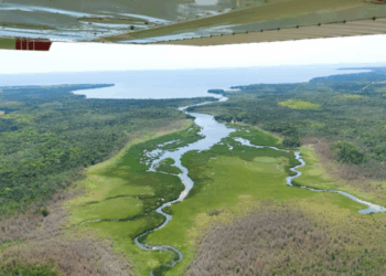 Conifer mortality from flooding on the Mink River Estuary in Door County, July 2021. Photo courtesy of Wisconsin Department of Natural Resources.