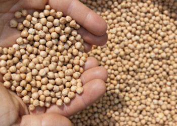 Wisconsin soybean farmers hope for more beyond proposed government payout