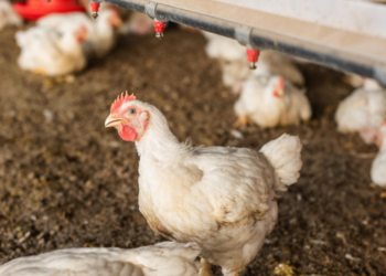 Chickens. Image by astormatos from Pixabay