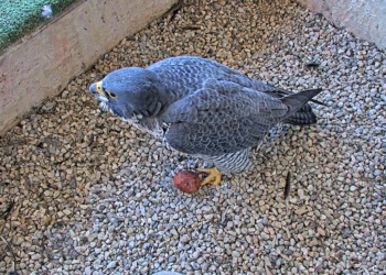 First peregrine falcon egg laid in 2026.