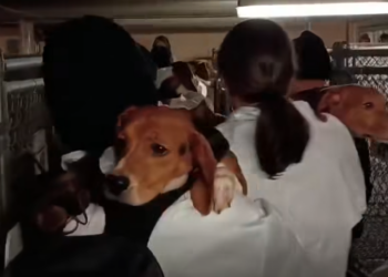 Beagles being rescued at Ridglan Farms in Dane County. (Photo: Wayne Hsiung, Facebook)