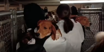 Beagles being rescued at Ridglan Farms in Dane County. (Photo: Wayne Hsiung, Facebook)