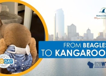 Runaway kangaroo returns home in Juneau County