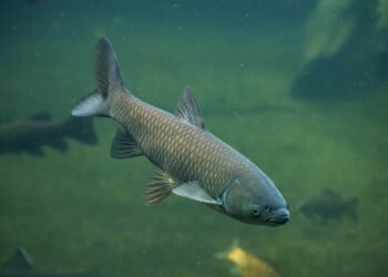 President Trump plans to ask Governor Evers to join fight against Asian Carp