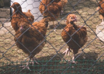 Bird flu confirmed in Dane County