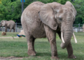 Brittany the elephant. Image courtesy of the Milwaukee County Zoo.
