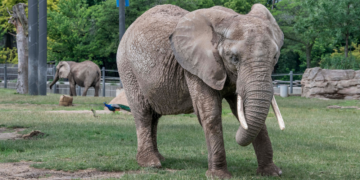 Brittany the elephant. Image courtesy of the Milwaukee County Zoo.