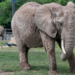 Brittany the elephant. Image courtesy of the Milwaukee County Zoo.