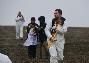 Activists rescue dogs from Ridglan Farms in Dane County, March 2026