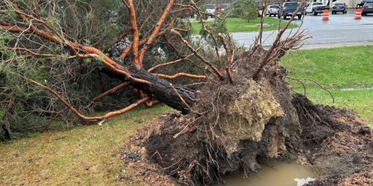 Confirmed EF2 tornado touched down in Lisbon