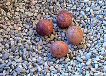 4 peregrine falcon eggs laid at the Oak Creek Power Plant in April 2026. Image courtesy of We Energies.