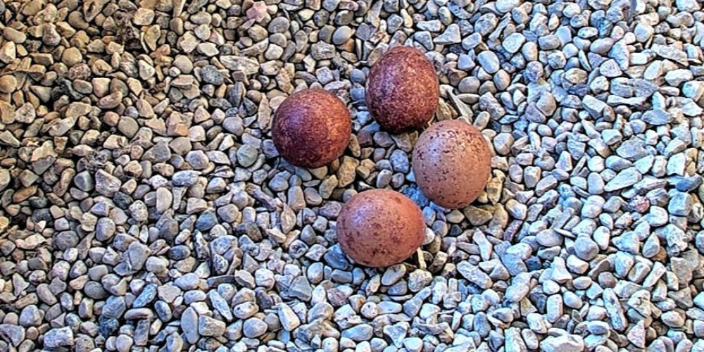 Ten peregrine falcon eggs laid so far in nest boxes across Wisconsin