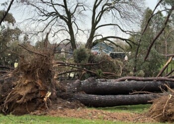Downed trees and storm damage in Sussex after severe storms rolled through on Tuesday, April 14. (Nazir Spencer/WTMJ)