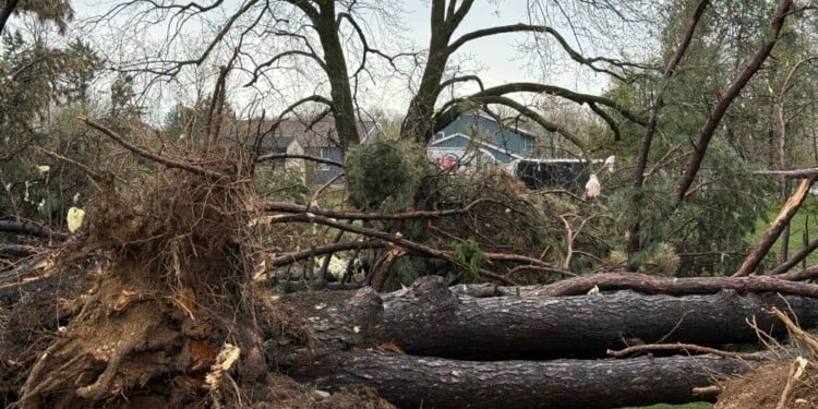 Downed trees and storm damage in Sussex after severe storms rolled through on Tuesday, April 14. (Nazir Spencer/WTMJ)
