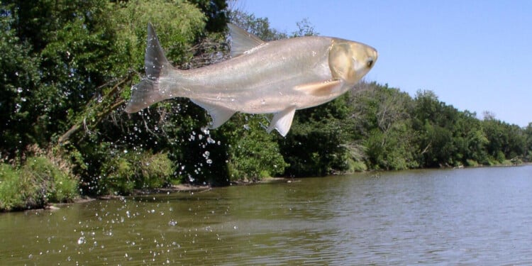 La Crosse firm wins carp barrier contract as funding questions persist