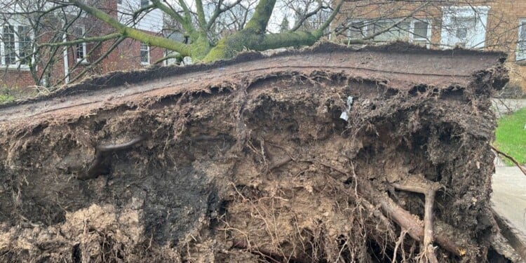 Storms ripped through parts of Southeast Wisconsin on Monday, April 14 causing tree damage and downed power lines.