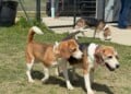 Beagles rescued from Ridglan Farms enjoy grass for the first time on May 6, 2026. (Photo: Elisabeth Montemurro)