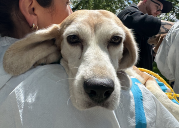 Beagle rescued from Ridglan Farms on May 6, 2026 is held by a volunteer in Marshall, WI. (Photo: Elisabeth Montemurro)
