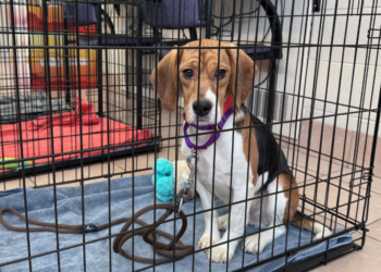 Ridglan Farms beagle arrives at the Wisconsin Humane Society - Milwaukee Campus on May 11, 2026 (Photo: Elisabeth Montemurro)