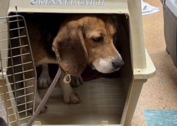Ridglan Farms beagle arrives at the Wisconsin Humane Society - Milwaukee Campus on May 11, 2026 (Photo: Elisabeth Montemurro)