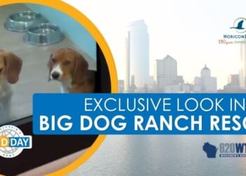 Big Dog Ranch Rescue on Wisconsin's Midday News 5_20_2026