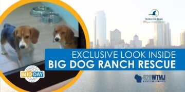 Big Dog Ranch Rescue on Wisconsin's Midday News 5_20_2026
