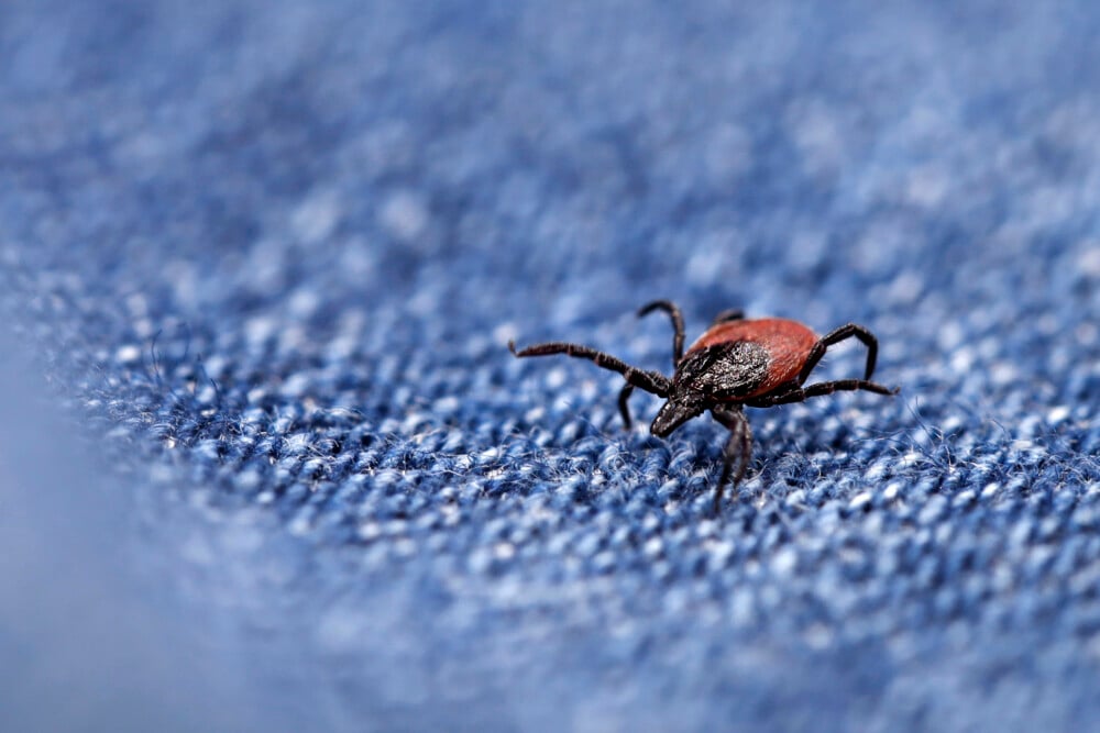 Wisconsin health officials warn tick activity remains high across the state