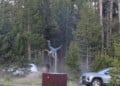 Bison Charges Tourists at Yellowstone National Park