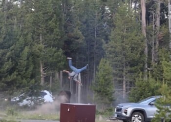 Bison Charges Tourists at Yellowstone National Park