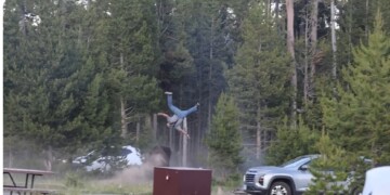 Bison Charges Tourists at Yellowstone National Park