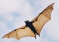 Fruit bat in flight - stock photo