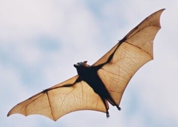Fruit bat in flight - stock photo