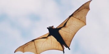 Fruit bat in flight - stock photo